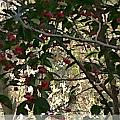 IMG00005-20091107-1515