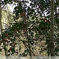 IMG00006-20091107-1515