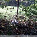 IMG00009-20091107-1517