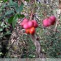 IMG00015-20091107-1522