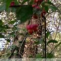IMG00016-20091107-1522