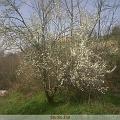 IMG00028-20100319-1440