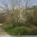 IMG00029-20100319-1440