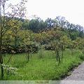 PIC_0638